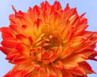 Прекрасные цветы сортовых георгин - Процион