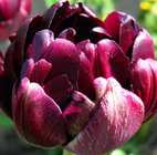 выращивание тюльпанов, луковицы тюльпанов почтой 